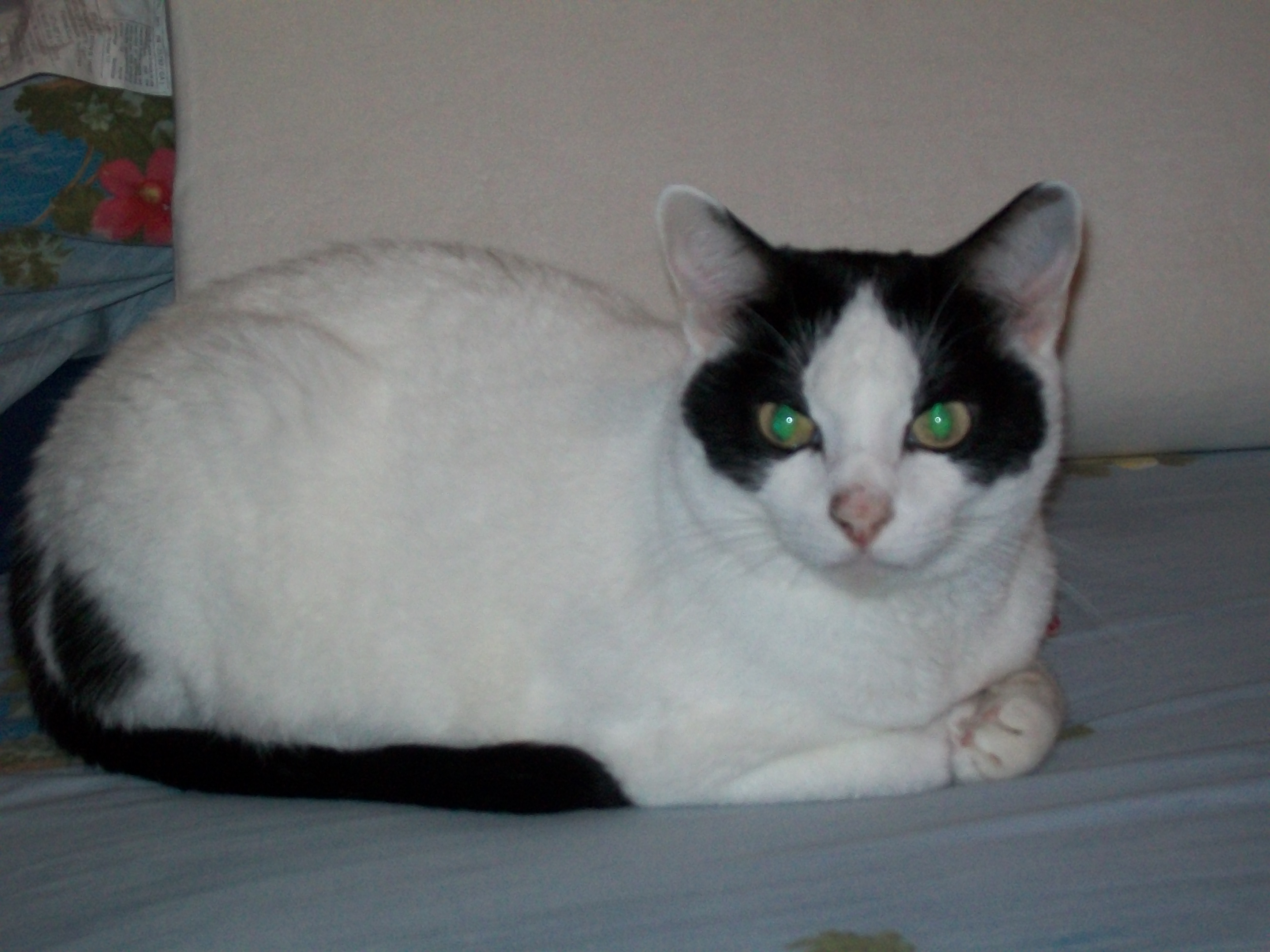 jolie