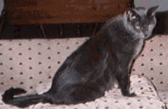 bear1.gif