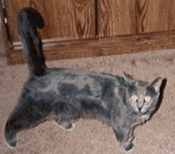 diamond2.gif
